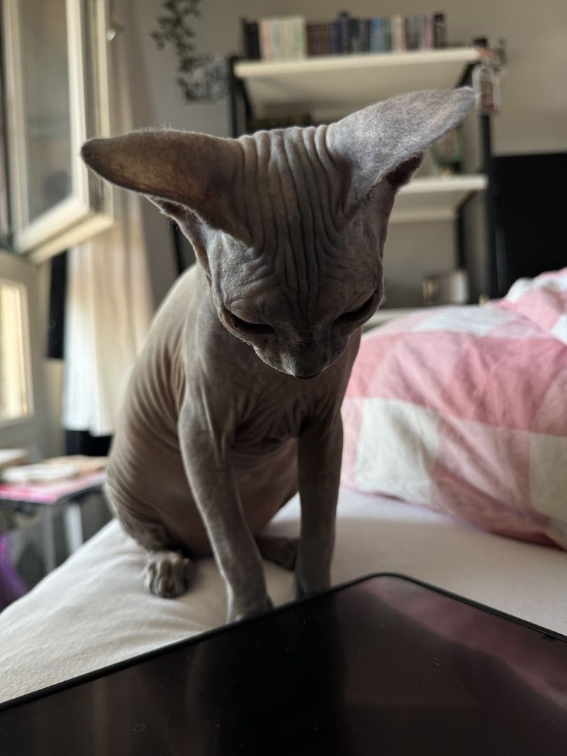 Sphynx Katze weiblich (so schnell wie möglich!!)
