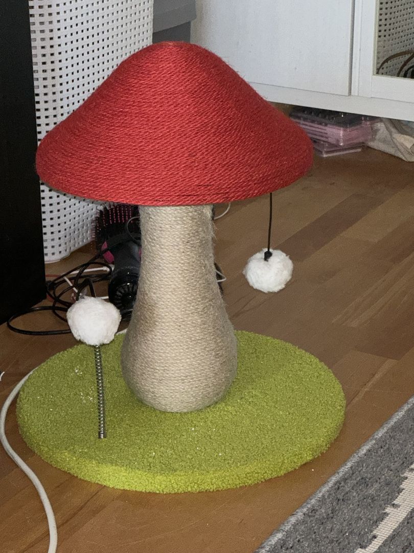 Sphynx Katze weiblich (so schnell wie möglich!!)