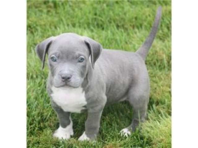 American Welpen Blue-Line Pit Bull Terrier whatsapp Nummer (+37069673271)
