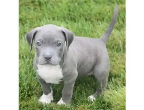 American Welpen Blue-Line Pit Bull Terrier whatsapp Nummer (+37069673271)