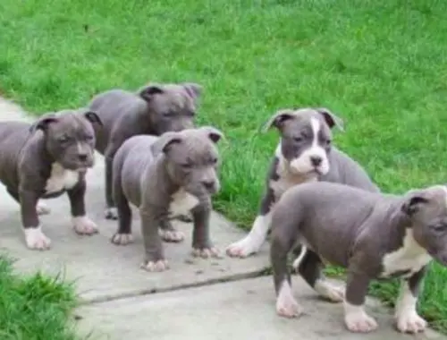 SuperAmerican Pitbull Terrier blueline whatsapp Nummer (+37069673271)