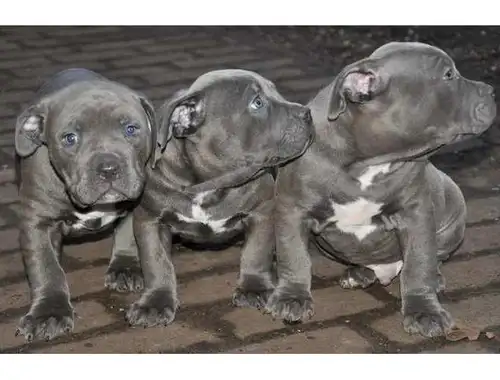 Super American Blue-Line Pit Bull Terrier Welpen  whatsapp Nummer (+37069673271)