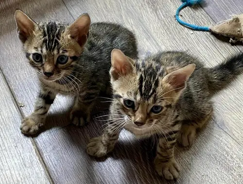 Reinrassige Bengal Kitten