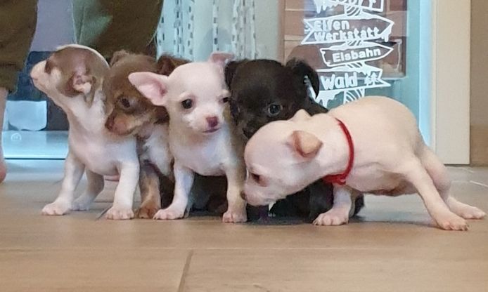 Gesund Mini Chihuahua Welpen Gesund Mini Chihuahua Welpen