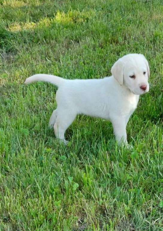 Gesund Labrador Welpen mit Papieren Gesund Labrador Welpen mit Papieren