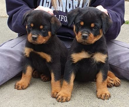 Gesund Rottweiler Welpen ADRK