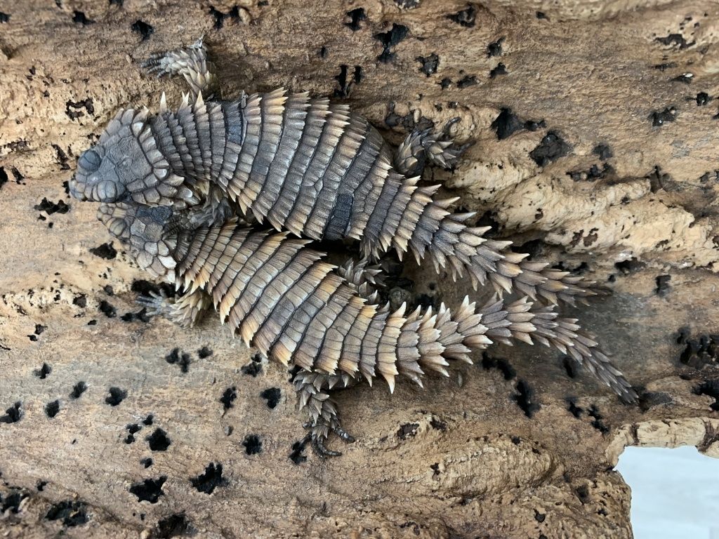 NZ23 Ouroborus cataphractus