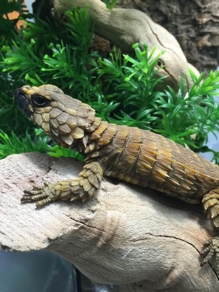 NZ23 Ouroborus cataphractus