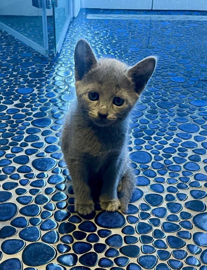 Russisch Blau Kitten mit Stammbaum - Cattery von Rinke Blue aus Sachsen
