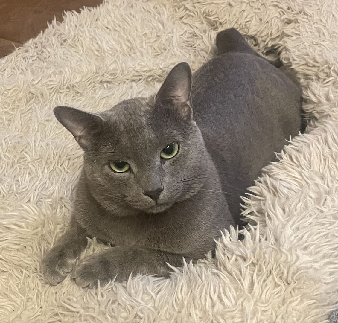 Russisch Blau Kitten mit Stammbaum - Cattery von Rinke Blue aus Sachsen