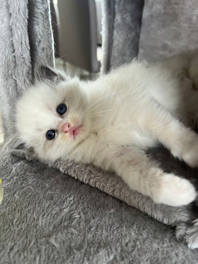 Wunderschöne Ragdoll Kitten mit Stammbaum!