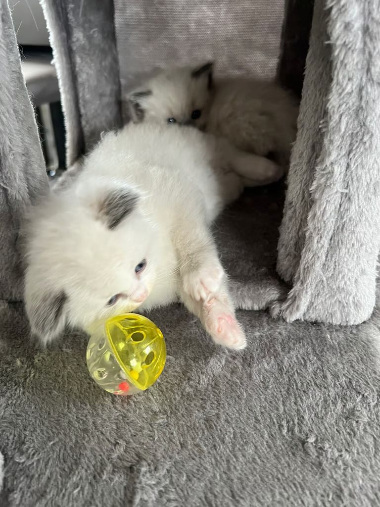Wunderschöne Ragdoll Kitten mit Stammbaum!