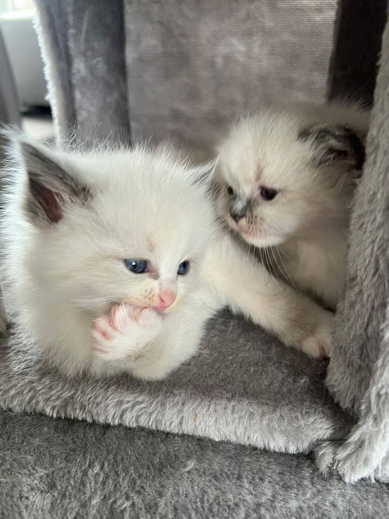 Wunderschöne Ragdoll Kitten mit Stammbaum!