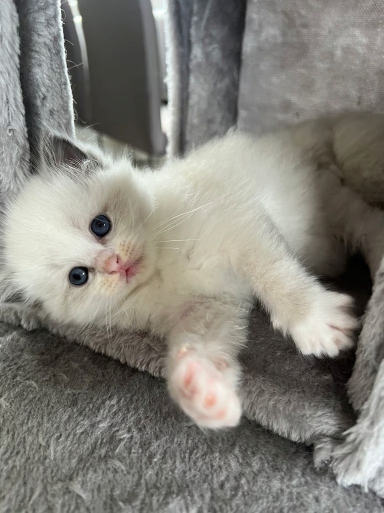 Wunderschöne Ragdoll Kitten mit Stammbaum!