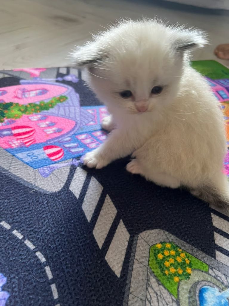 Wunderschöne Ragdoll Kitten mit Stammbaum!