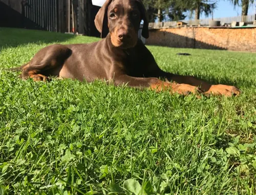 Wurfankündigung Dobermann