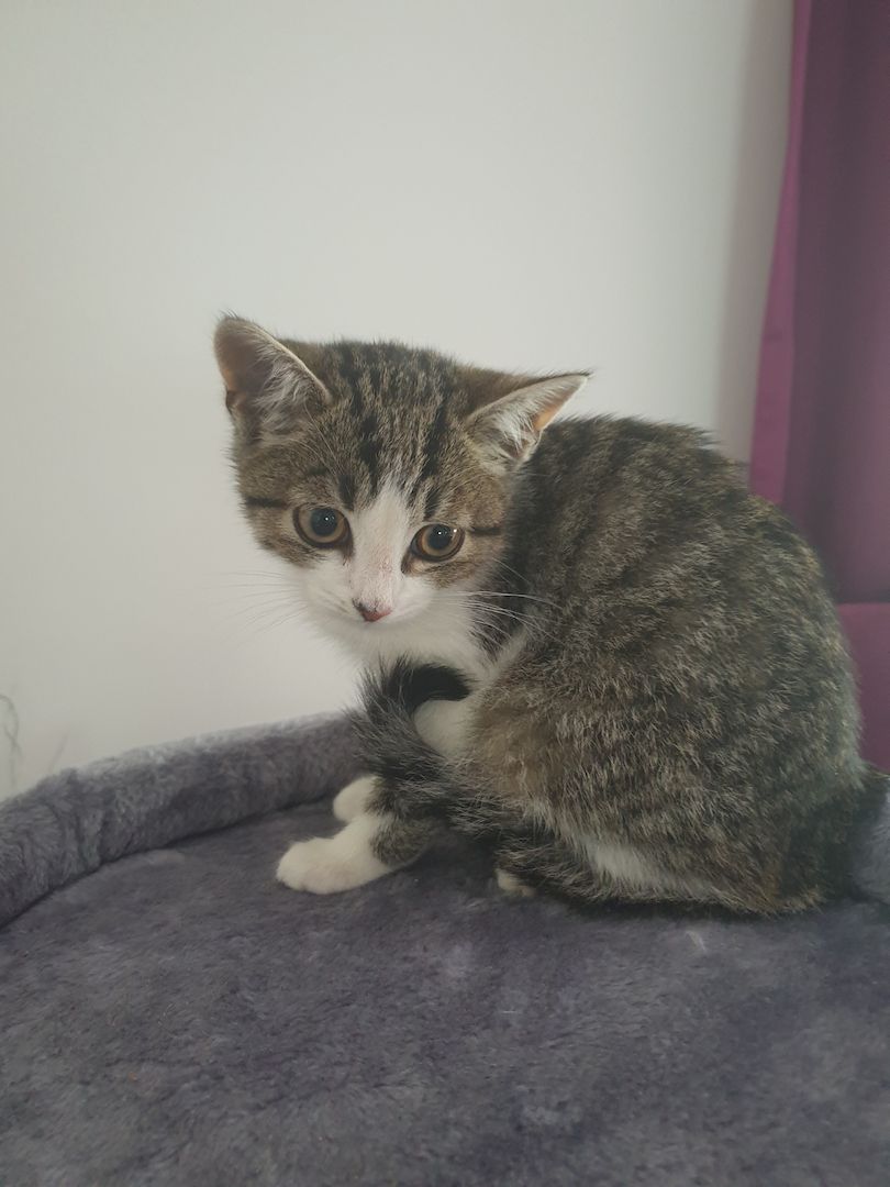 Babykatzen suchen neue Zuhause.