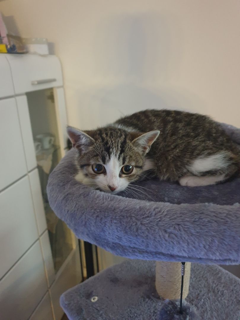 Babykatzen suchen neue Zuhause.