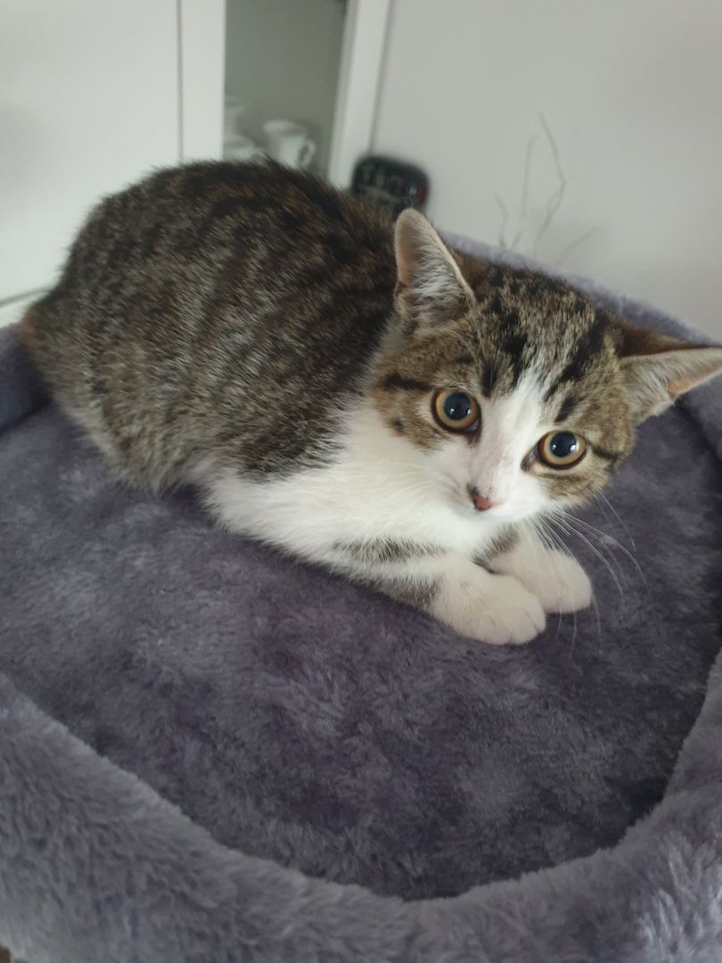 Babykatzen suchen neue Zuhause.