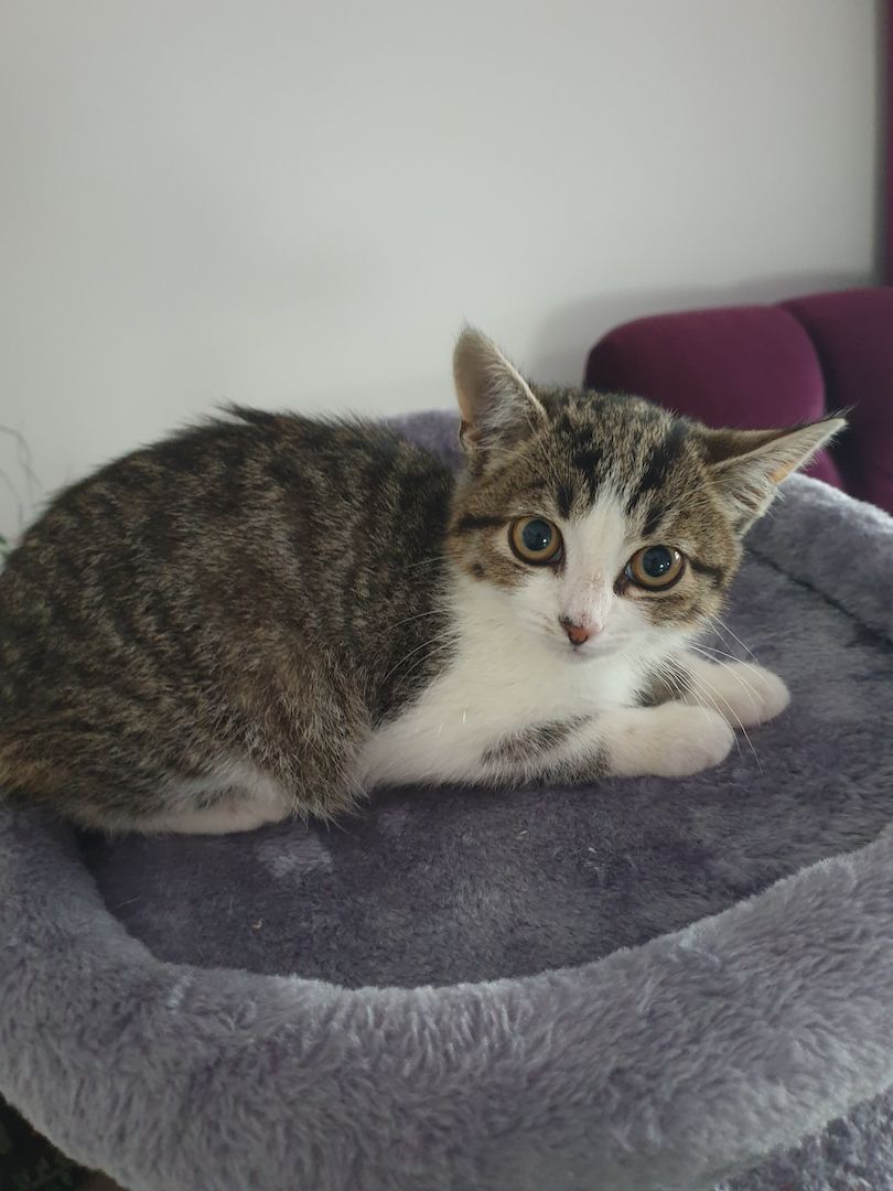 Babykatzen suchen neue Zuhause.