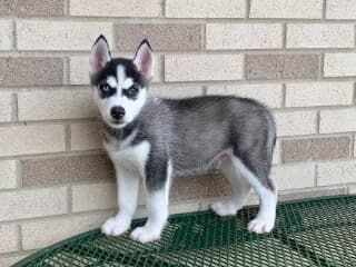 Süße Siberian Husky Welpen Süße Siberian Husky Welpen