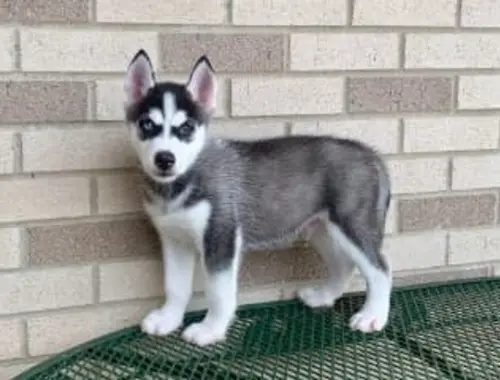 Süße Siberian Husky Welpen