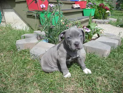 Süßen Blueline AmStaff/ Pitbull Terrier*