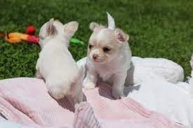 Super süße MINI chihuahua welpen mit Papieren *