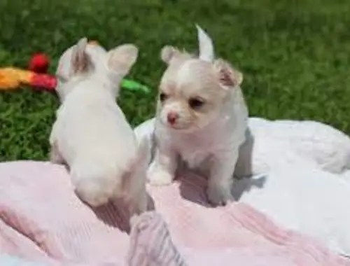 Super süße MINI chihuahua welpen mit Papieren *