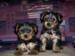 Super Yorshire Terrier Welpen mit Papieren