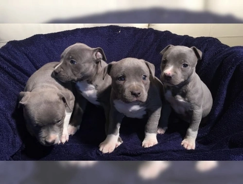 TOP American- Pitbull- Blue- Line- Welpen