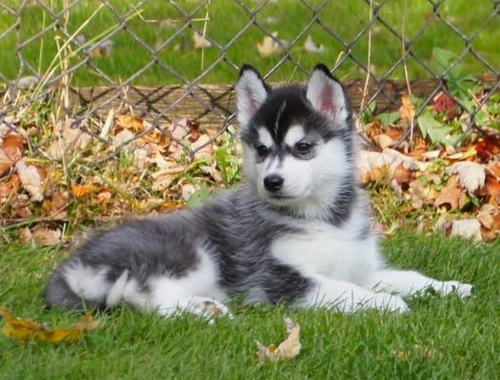 Siberian Husky Welpen mit blauen augen