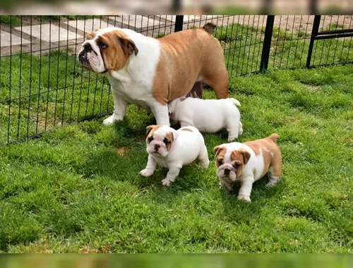 Englisch Bulldogge Welpen mit Stammbaum