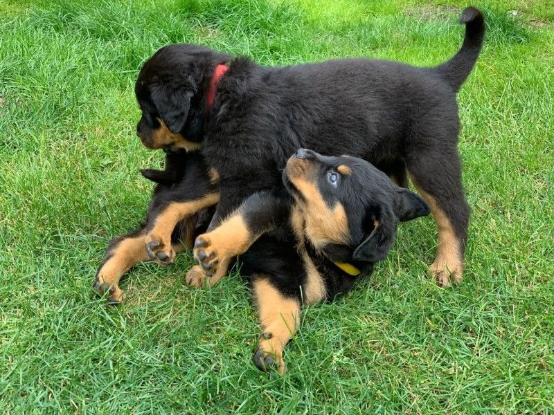 Wunderschöne Rottweiler Welpen