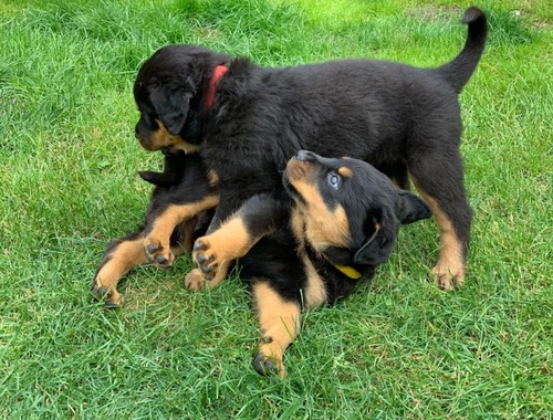 Wunderschöne Rottweiler Welpen