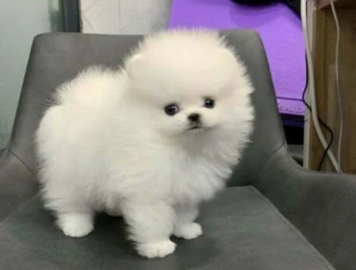 MINI POMERANIAN/ZWERGSPITZ-BOO WELPEN ZUM VERSCHENKEN