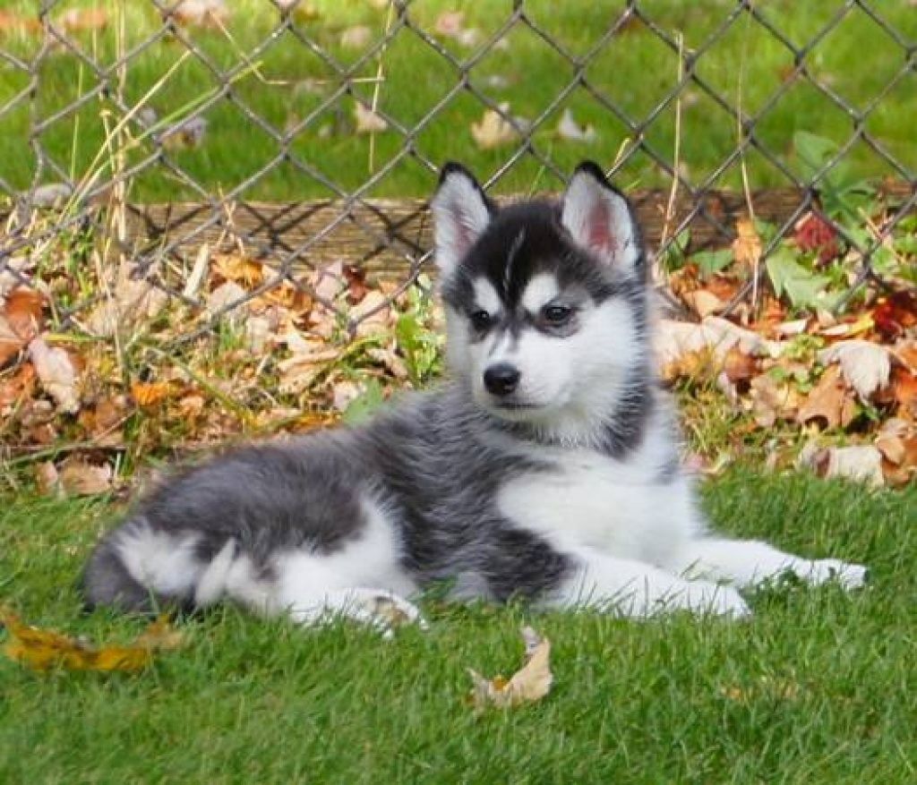 Reinrassigen Siberien Husky Welpen
