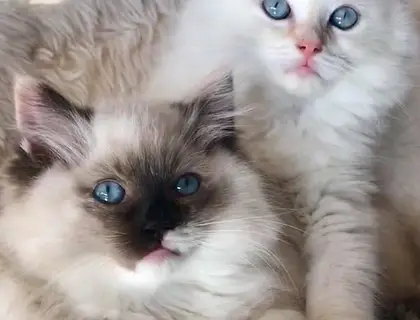 Ragdoll Kitten Reinrassig