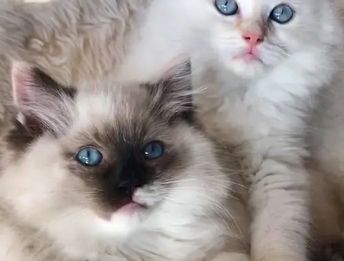 Ragdoll Kitten Reinrassig