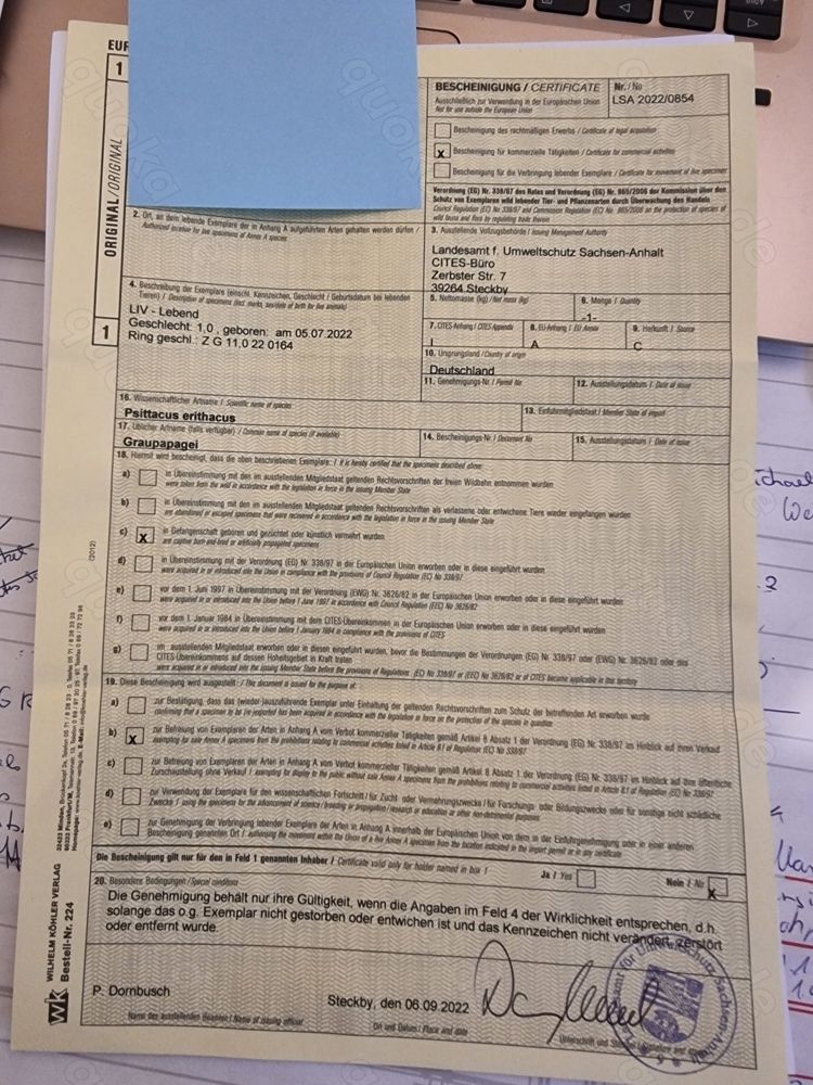 Superzahme sehr liebe Kongo-Graupapageienbabys