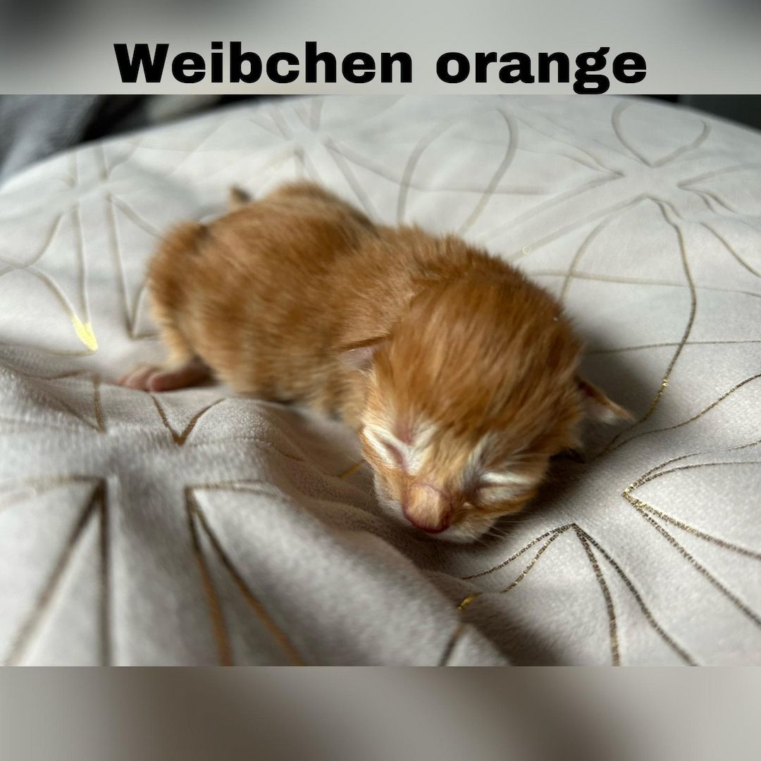 5 zauberhafte Kätzchen suchen ein liebevolles Zuhause! 5 zauberhafte Kätzchen suchen ein liebevolles Zuhause!