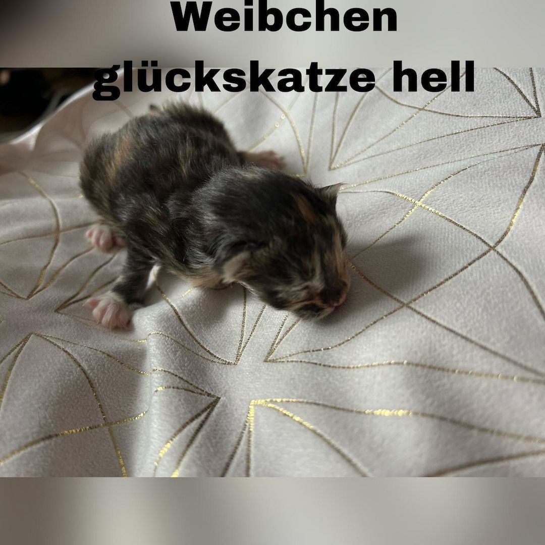 5 zauberhafte Kätzchen suchen ein liebevolles Zuhause! 5 zauberhafte Kätzchen suchen ein liebevolles Zuhause!