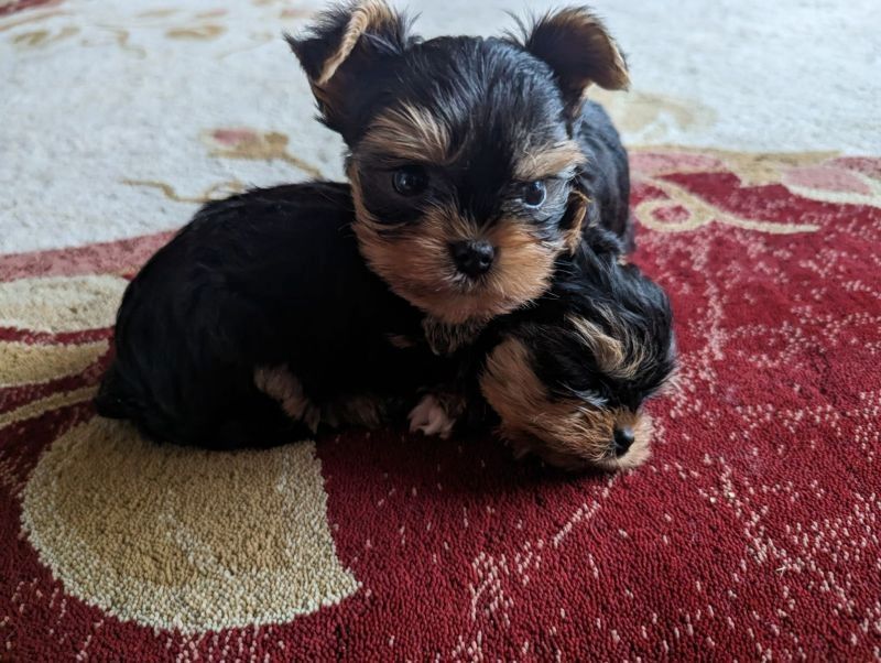 Typvolle Yorkieshire Welpen suchen ihr neues Zuhause