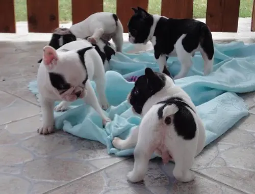 Typvolle Französischer Bulldoggen welpen