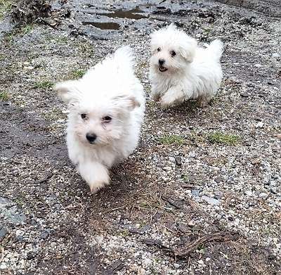 Typvolle Reinrassige Malteser welpen zu verkaufen