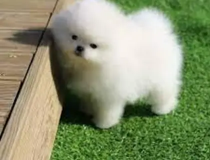 Typvolle Pomeranian Welpen suchen ihr neues Zuhause