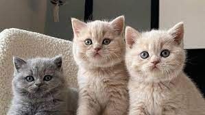 Gesund BKH Kitten mit Stammbaum