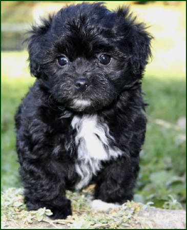 Bolonka Zwetna Welpen Bolonka Zwetna Welpen