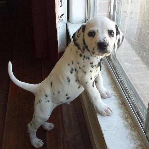 Gesund Dalmatiner Welpen