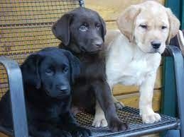 Gesund Labrador Welpen mit Papieren Gesund Labrador Welpen mit Papieren